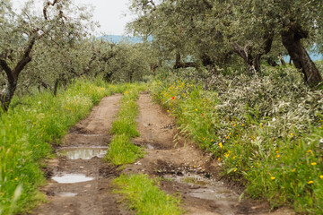 Fototapeta premium Rain in the olive grove and olive tree branch cut season in Basilicata Italy