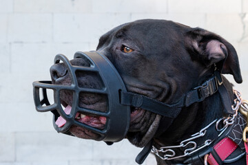 Pit bull terrier in black muzzle