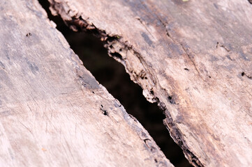 decayed wood planks decayed old wood.
