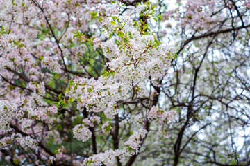 Cherry Blossoms or Sakura flowers in full bloom in spring/ Spring flowers