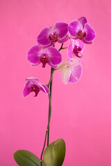 Fototapeta na wymiar pink orchid on pink background