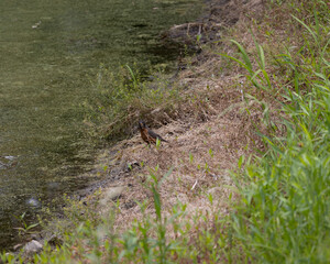 birds captured over a course of hiking trips