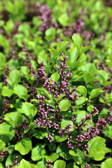 Lilac Palibin buds in Spring, Nottinghamshire, England
