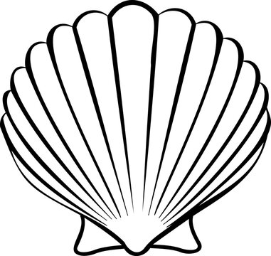recommend clip art: Line art shell illustration. Contour illustration with black thin line