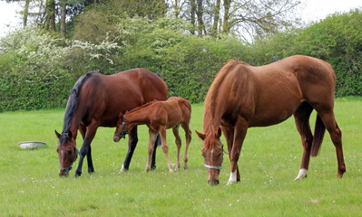 Two horses and foal, Nottinghamshire, England
