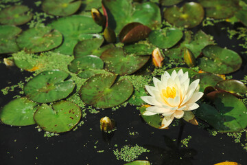 The white lily flower and leaves are on the dark water surface of the pond. Water landscape with water lily and green leaves.