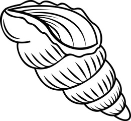 Line art shell illustration. Contour illustration with black thin line