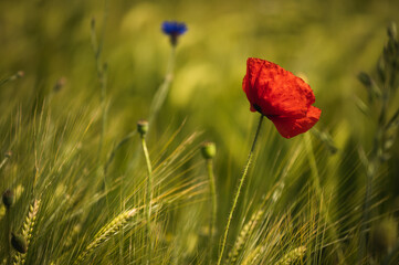 Roter Mohn blüht im Weizenfeld 