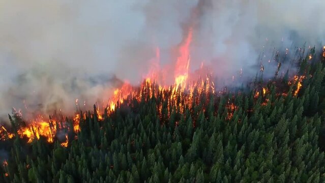 epic horrible wildfire pine trees forest disaster, burning conifer trees