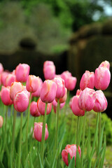 Closeup of a bed of pink Tulips in late Spring, Nottinghamshire, England
