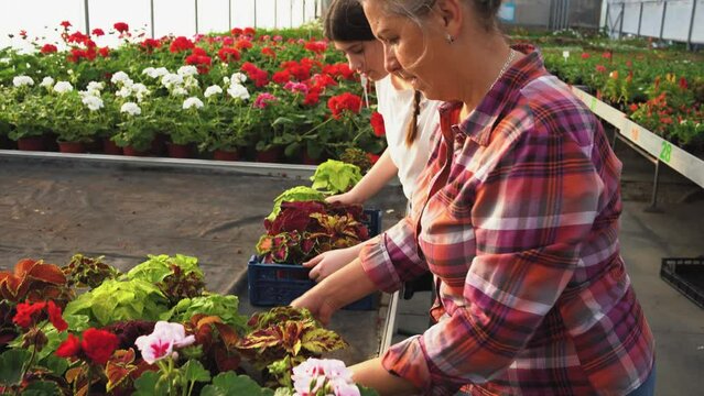 The grandmother and her granddaughter work side by side in their greenhouse garden, nurturing the growth of plants, passing down knowledge and creating a beautiful bond across generations.