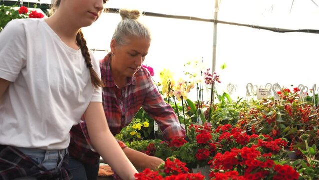 The grandmother and her granddaughter work side by side in their greenhouse garden, nurturing the growth of plants, passing down knowledge and creating a beautiful bond across generations.