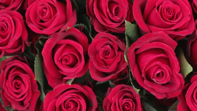 Background of heads of red roses, close-up, top view