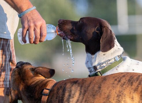 Pet Dog Drinking Water. Hydration for Playful Pups: Keeping Pet Dogs Cool and Refreshed with Water on Scorching Summer Days.  Photography.