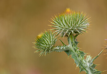 Fototapeta premium The beautiful milk thistle flower in the field, close up. Herbal Remedy Silybum marianum, St. Mary's Thistle, Scotch Milk Thistle, Mary's Thistle, Cardus marianus flower