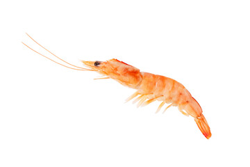 Boiled prawn isolated transparent png. Cooked shrimp ready to eat.