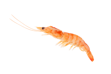 Boiled prawn isolated transparent png. Cooked shrimp ready to eat.