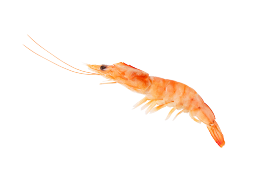 Boiled prawn isolated transparent png. Cooked shrimp ready to eat.