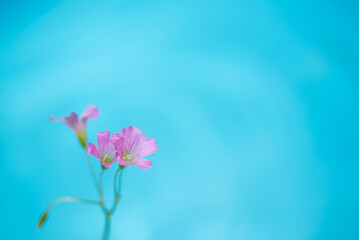 ピンクの小さな花