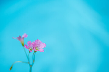 Fototapeta na wymiar ピンクの小さな花