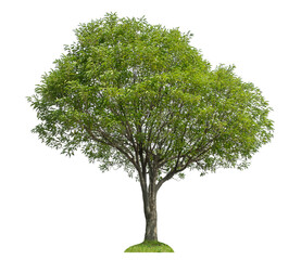 Fototapeta premium Green tree isolated on transparent background with clipping path and alpha channel.