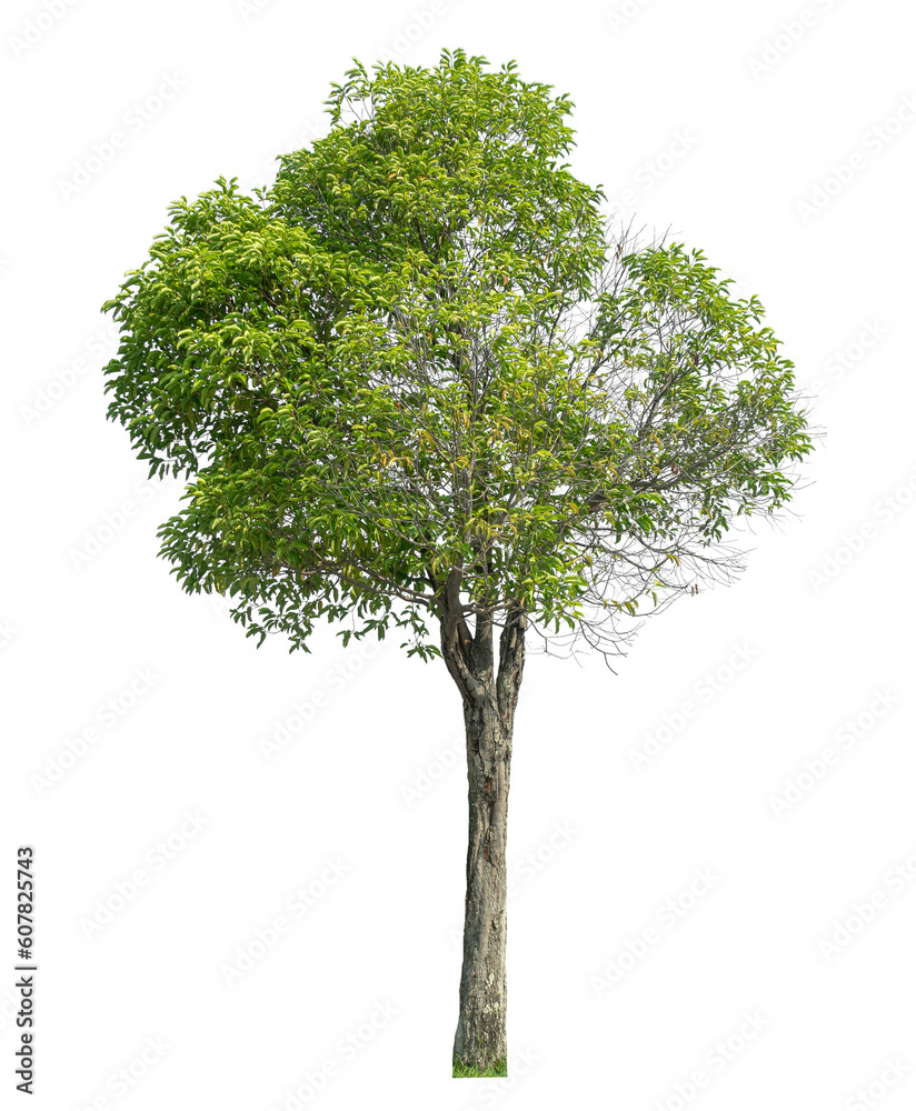 Poster Green tree isolated on transparent background with clipping path and alpha channel.
