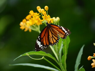 Close-up photo of an orange butterfly perched on a yellow flower