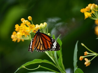 Close-up photo of an orange butterfly perched on a yellow flower