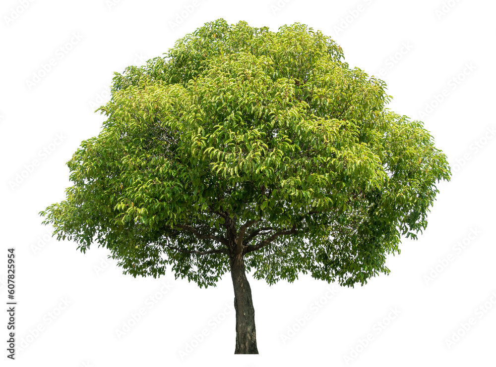 Aufkleber Green tree isolated on transparent background with clipping path and alpha channel.