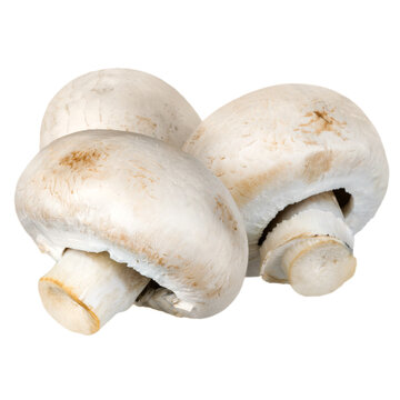 Mushrooms Isolated On White Background