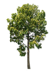 Fototapeta premium Green tree isolated on transparent background with clipping path and alpha channel.