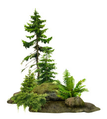 Wild forest landscape with trees (spruces), junipers, fern and mossy rocks hand drawn in watercolor. Watercolor illustration.	