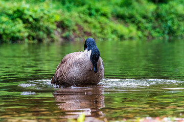 Goose in the water