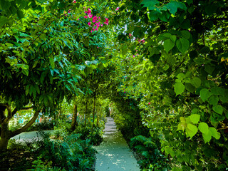 View of a path going through a green tunnel made of tropical vegetation in Grand Cayman