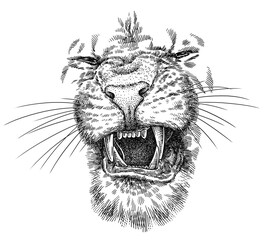 Vintage engraving isolated lion king set illustration ink sketch. Africa wild cat background animal silhouette art. Black and white hand drawn image © Turaev