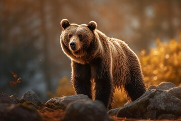 Himalayan Brown Bear in the Wild