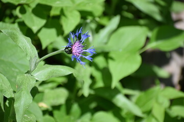 purple flower in the summer 