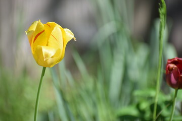 yellow summer tulip 