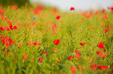 Selective focus close up photo with a beautiful red poppy field landscape. Spring nature flowers.