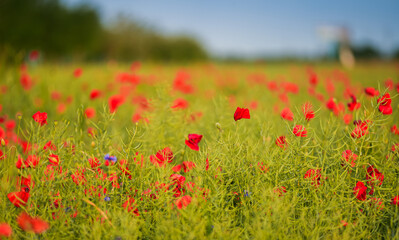 Selective focus close up photo with a beautiful red poppy field landscape. Spring nature flowers.
