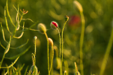 Obraz premium Close up photo with a blooming red poppy flower in a meadow field. Poppy plants landscape.