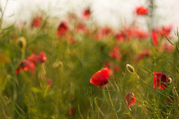 Fototapeta premium Close up photo with a blooming red poppy flower in a meadow field. Poppy plants landscape.