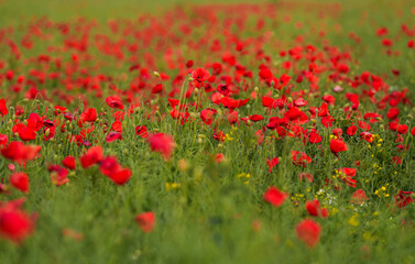 Selective focus close up photo with a beautiful red poppy field landscape. Spring nature flowers.
