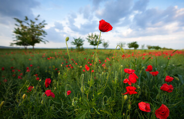 Wide angle photo with some red poppy flowers against cloudy sky landscape