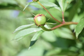 flower bud summer 