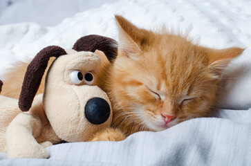Little funny ginger kitten hugging a toy, cute, funny animals. The concept of love, hugs, sleep together © Рита Конопелькина