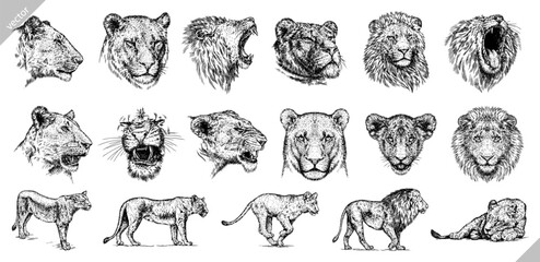 Fototapeta na wymiar Vintage engraving isolated lion king set illustration ink sketch. Africa wild cat background animal silhouette art. Black and white hand drawn image