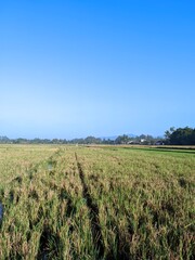 Rice fields in the sky blue with mountain background 