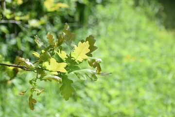 oaken tree leaves 