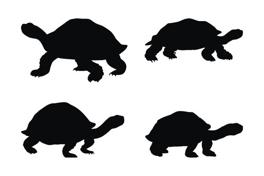 Tortoise Silhouette Images Browse 11 764 Stock Photos Vectors